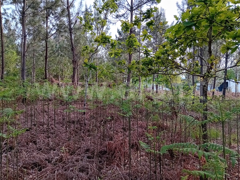 Terreno  Valença, Fontoura - 1399080 - 3