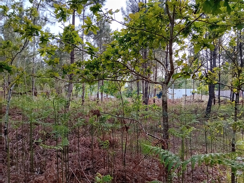Terreno  Valença, Fontoura - 1399080 - 4