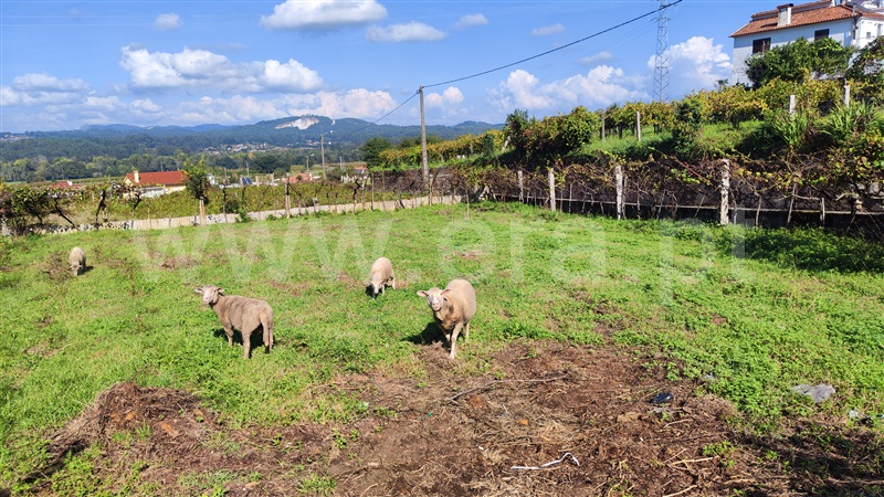Terreno para Construção  Valença, Verdoejo - 1360267 - 7