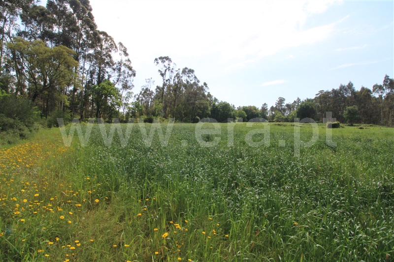 Terreno para Construção  Viana do Castelo, Barroselas - 1165817 - 4