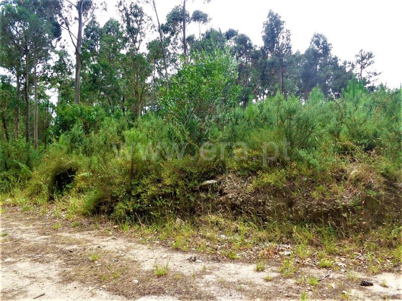 Terreno para Construção / Viana do Castelo, Chafé