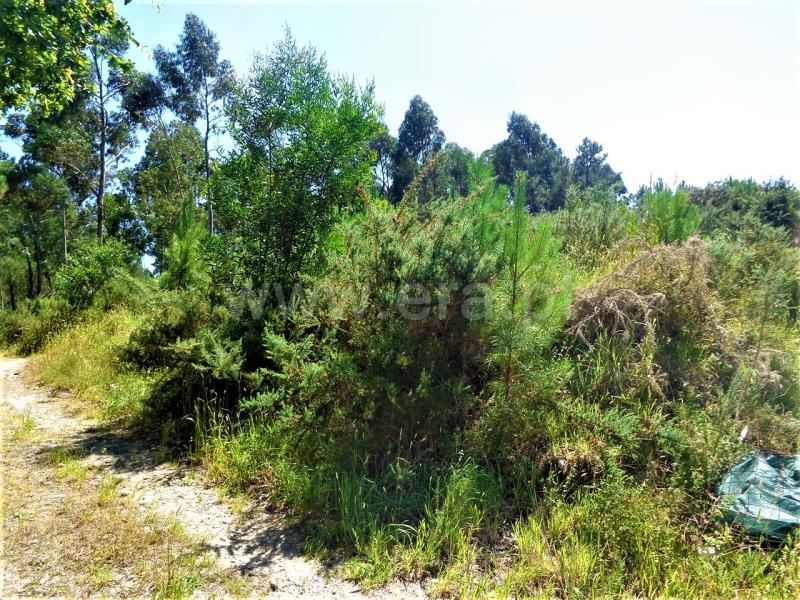 Terreno para Construção  Viana do Castelo, Chafé - 659337 - 5