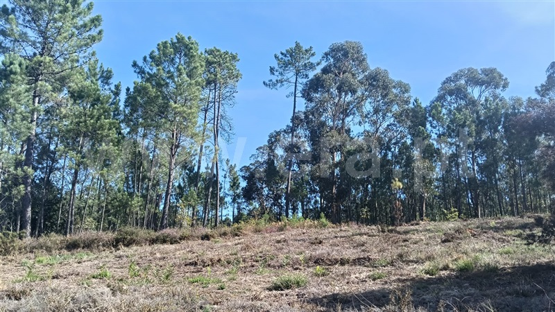 Terreno para Construção / Viana do Castelo, Nogueira