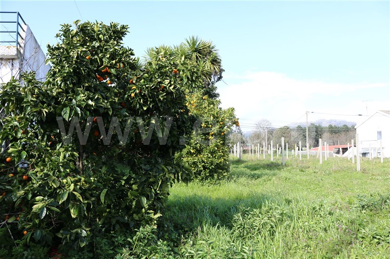 Terreno  Viana do Castelo, Santa Marta de Portuzelo - 895046 - 10