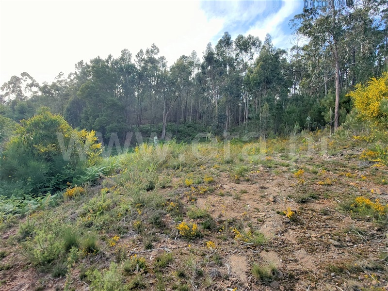 Terreno para Construção  Viana do Castelo, Serreleis - 1168239 - 3