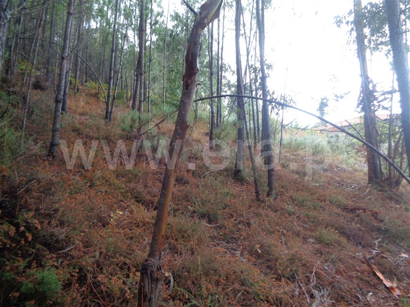 Terreno para Construção  Viana do Castelo, Serreleis - 951882 - 3