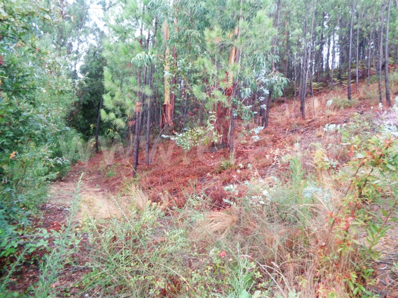 Terreno para Construção  Viana do Castelo, Serreleis - 951882 - 4