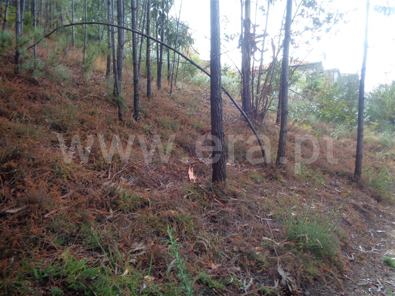 Terreno para Construção  Viana do Castelo, Serreleis - 951882 - 5