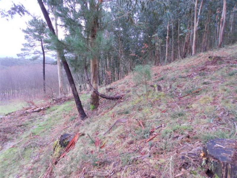 Terreno para Construção  Vieira do Minho, Anissó e Soutelo - 556222 - 5