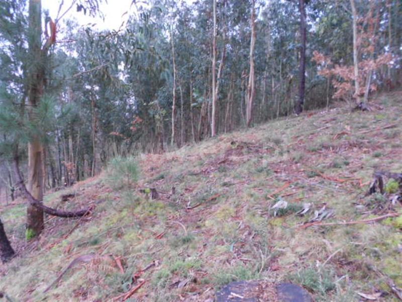Terreno para Construção  Vieira do Minho, Anissó e Soutelo - 556222 - 7