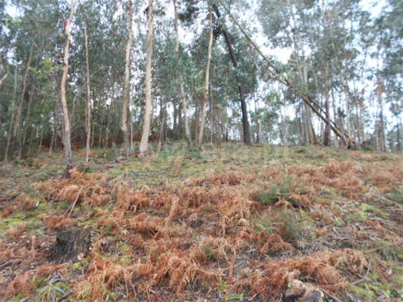 Terreno para Construção  Vieira do Minho, Anissó e Soutelo - 556222 - 10
