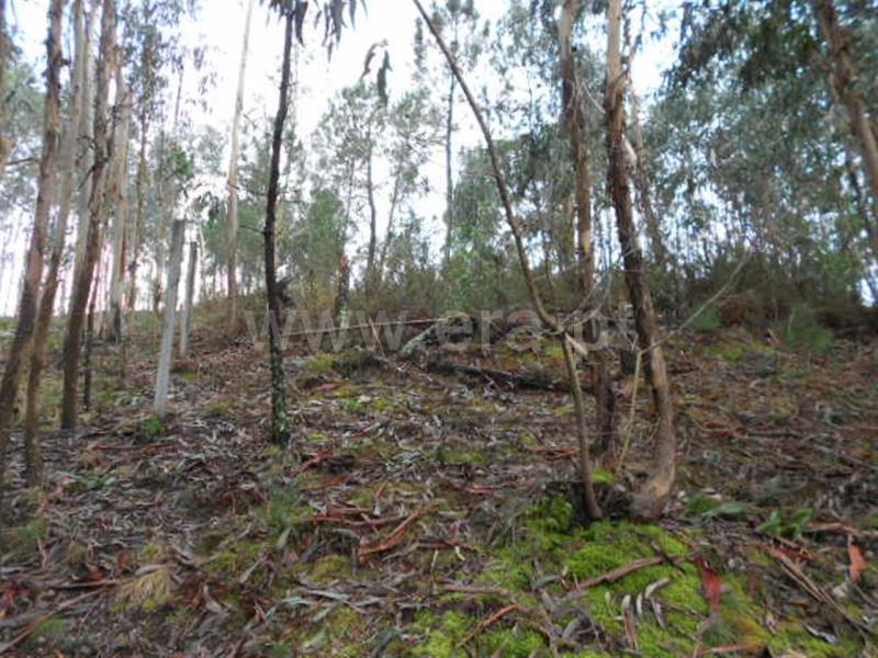 Terreno para Construção  Vieira do Minho, Anissó e Soutelo - 556222 - 11