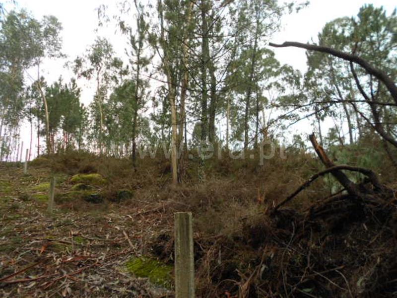Terreno para Construção  Vieira do Minho, Anissó e Soutelo - 556222 - 13