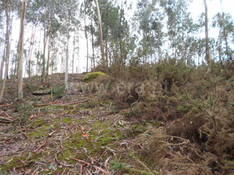Terreno para Construção  Vieira do Minho, Anissó e Soutelo - 556222 - 15