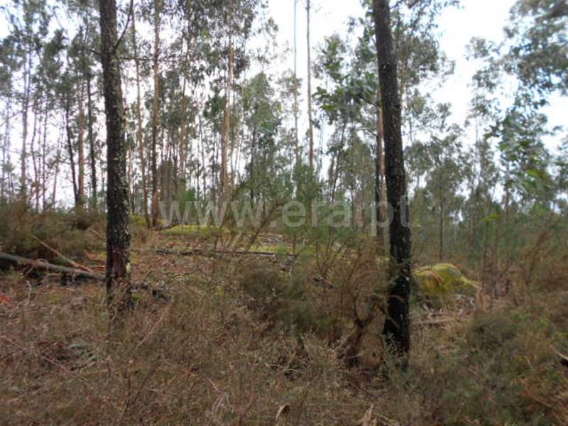Terreno para Construção  Vieira do Minho, Anissó e Soutelo - 556222 - 16