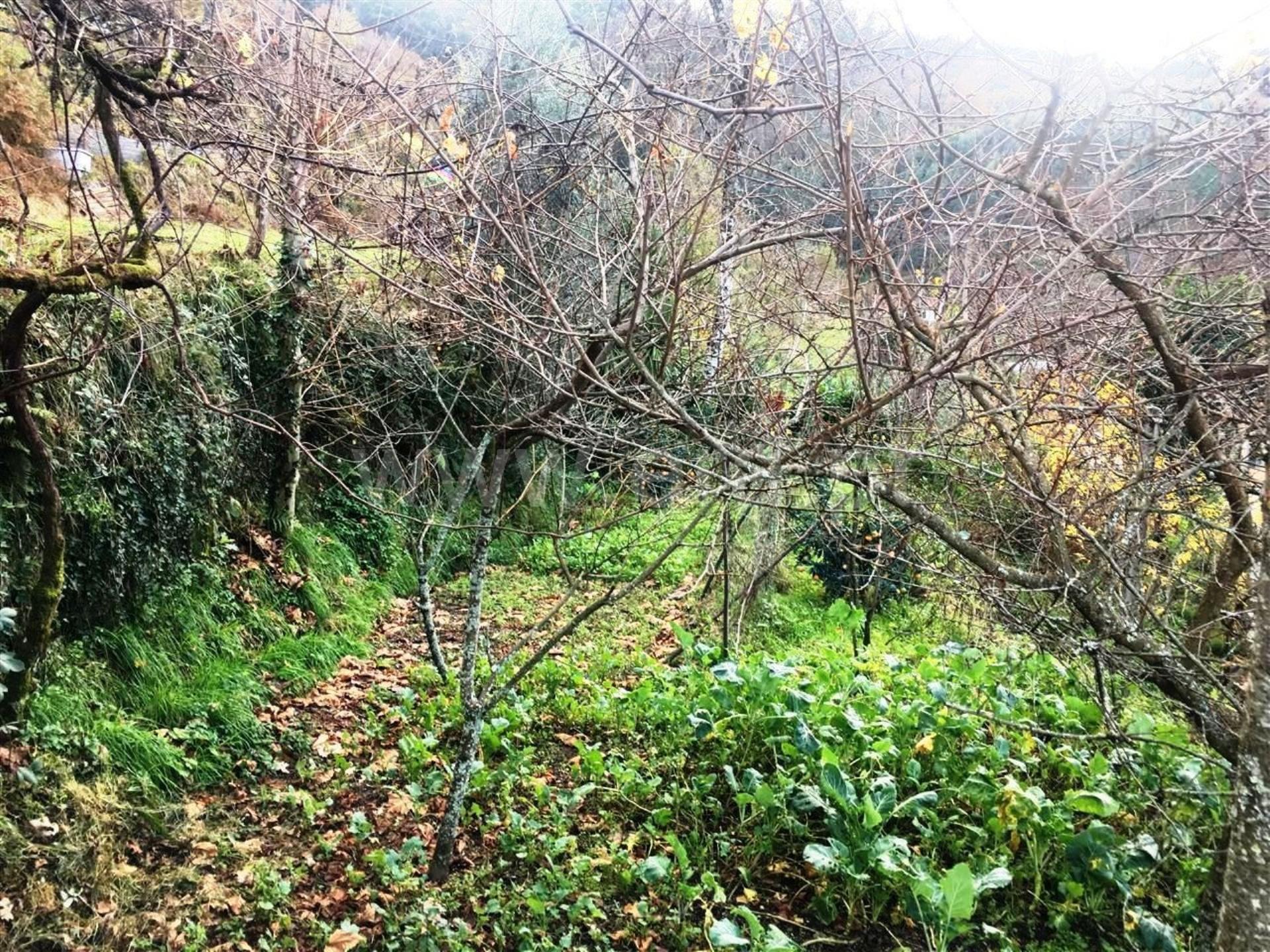 Land for sale in Vieira do Minho, Portugal — €57,000