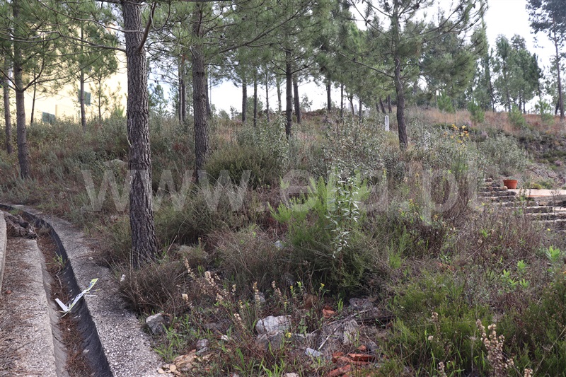 Terreno para Construção  Vila de Rei, Vila de Rei - 1439847 - 4