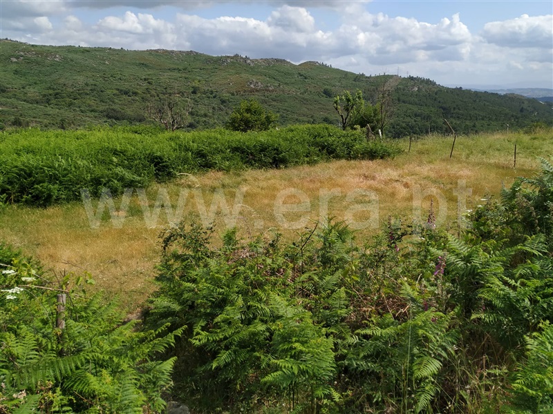 Terreno para Construção  Vila Real, Adoufe e Vilarinho de Samardã - 1012633 - 8