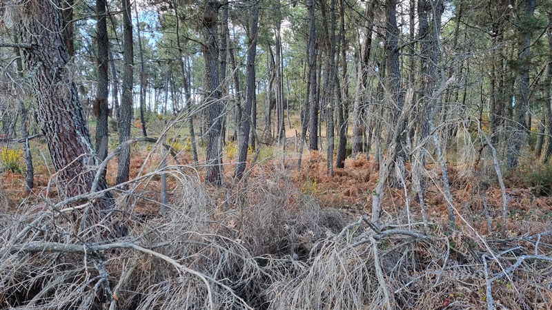 Terreno para Construção  Vila Real, Mouçós e Lamares - 1241582 - 12
