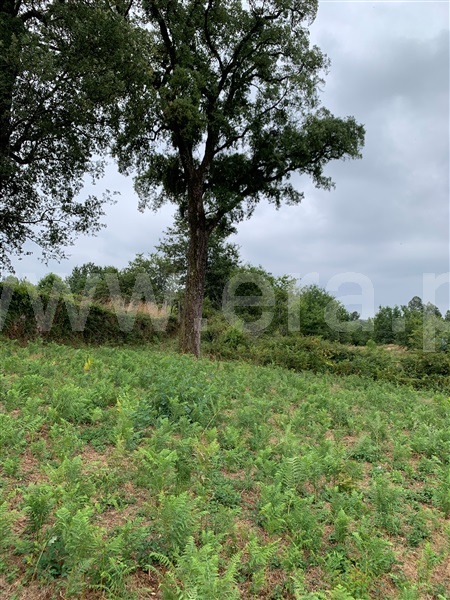 Terreno para Construção  Vila Verde, Pico - 1476502 - 5