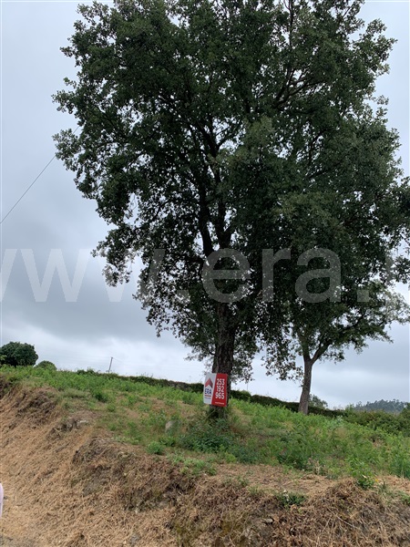 Terreno para Construção  Vila Verde, Pico - 1476502 - 14