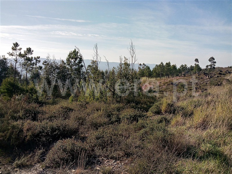 Terreno / Paredes, Aguiar de Sousa