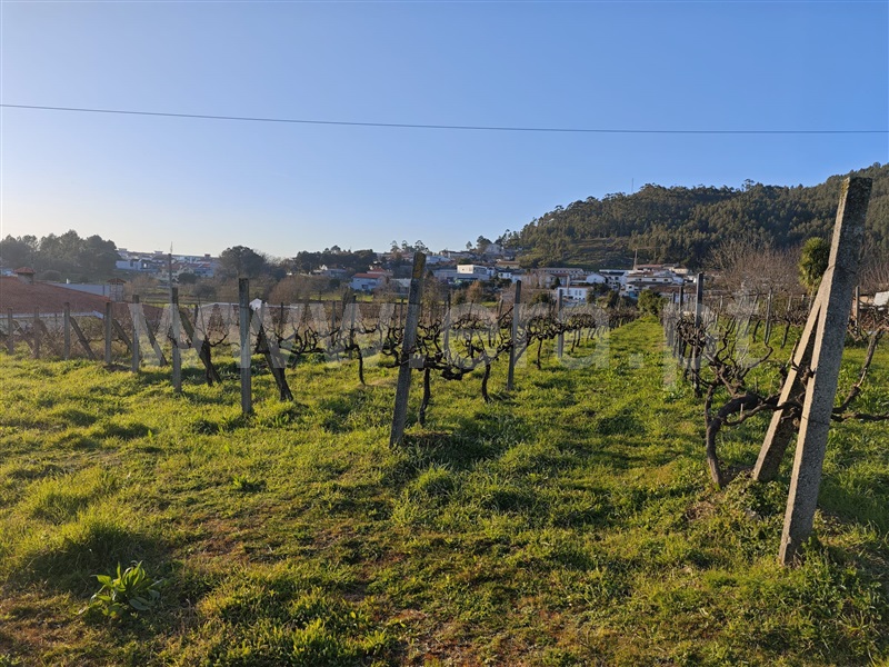 Terreno  Paredes, Baltar - 1460758 - 2