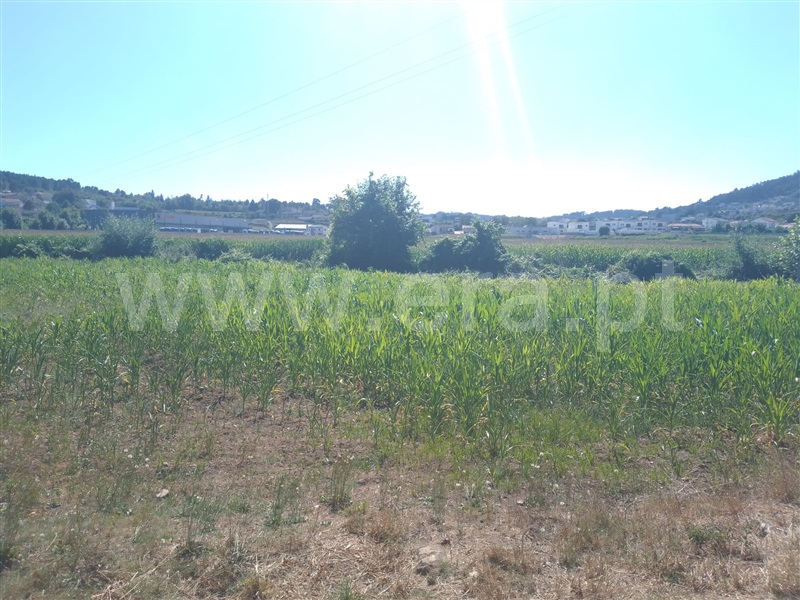 Terreno / Paredes, Beire