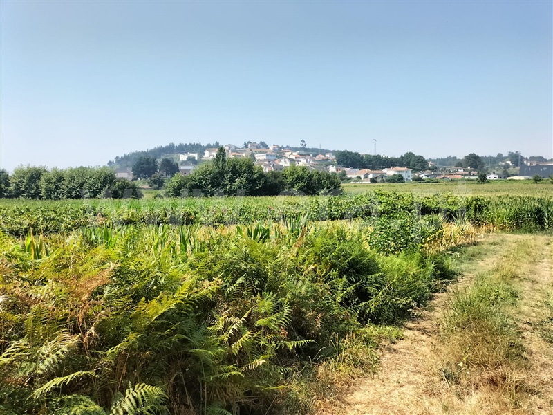 Terreno / Paredes, Beire