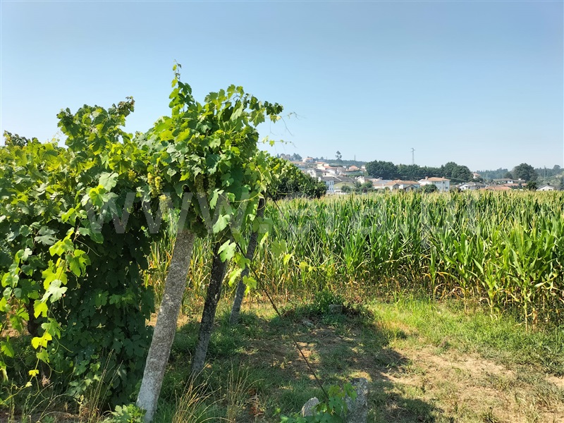 Terreno  Paredes, Beire - 1268711 - 3