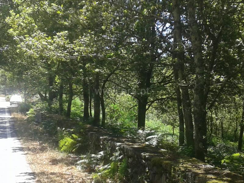 Terreno  Paredes de Coura, Cossourado e Linhares - 1113720 - 4
