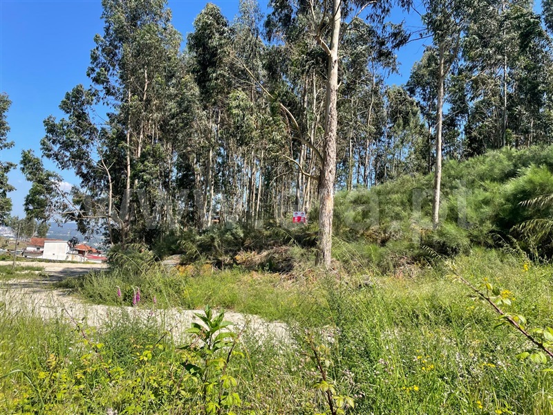 Terreno  Paredes - 1406442 - 3