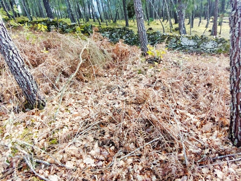 Terreno  Penalva do Castelo, Castelo de Penalva - 1390589 - 2