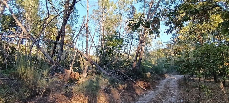 Terreno / Penalva do Castelo, Real
