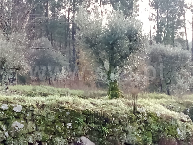 Terreno  Penalva do Castelo, Sezures - 1295039 - 2