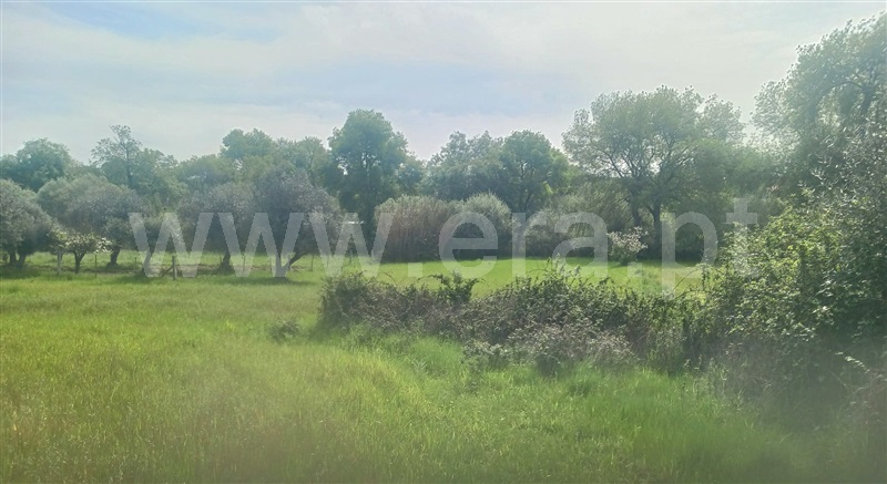Terreno  com Rústico Penamacor, Aldeia de Santa Margarida - 1476064 - 10