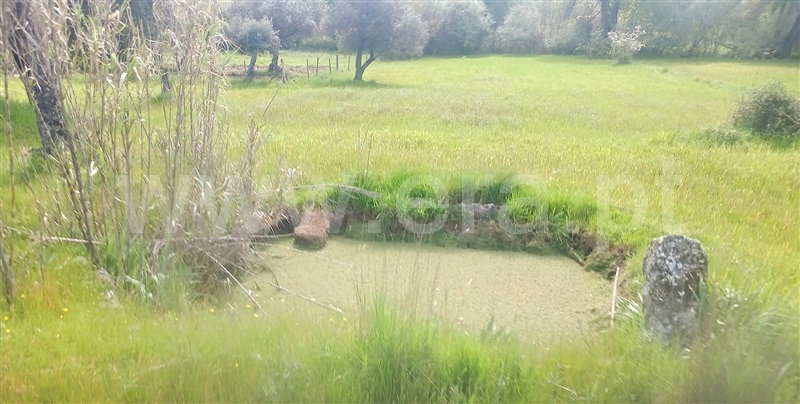 Terreno  com Rústico Penamacor, Aldeia de Santa Margarida - 1476064 - 11