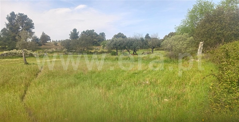Terreno  com Rústico Penamacor, Aldeia de Santa Margarida - 1476064 - 13
