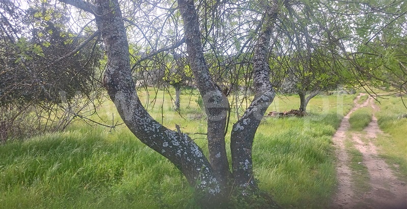 Terreno  com Rústico Penamacor, Aldeia de Santa Margarida - 1476064 - 14