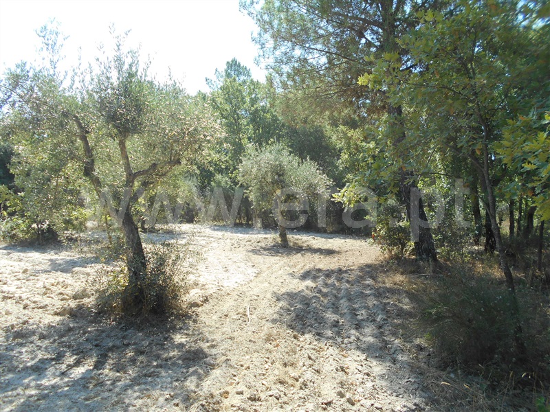 Terreno  Penamacor, Aldeia do Bispo - 1426607 - 2