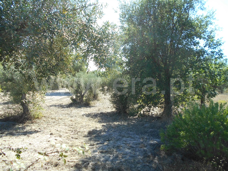 Terreno  Penamacor, Aldeia do Bispo - 1426607 - 10