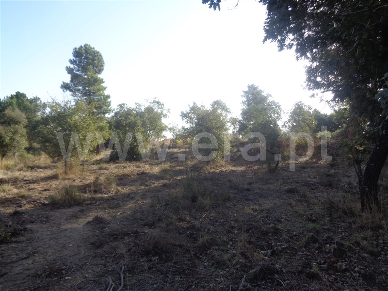 Terreno  Penamacor, Aldeia do Bispo - 957283 - 6