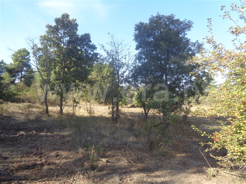 Terreno  Penamacor, Aldeia do Bispo - 957283 - 8