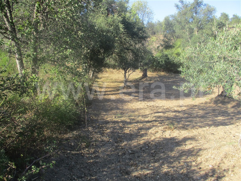Terreno  Penamacor, Aranhas - 1046174 - 4