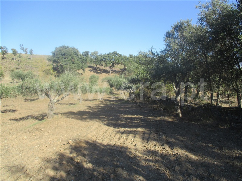 Terreno  Penamacor, Aranhas - 1046174 - 7