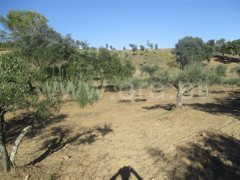 Terreno  Penamacor, Aranhas - 1046174 - 2