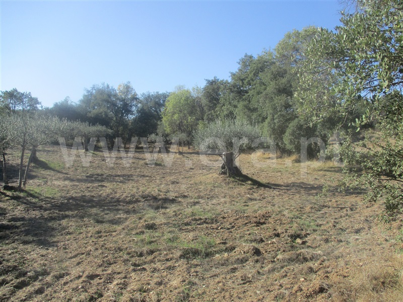 Terreno  Penamacor, Aranhas - 1046174 - 3
