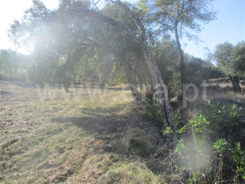 Terreno  Penamacor, Aranhas - 1046174 - 10