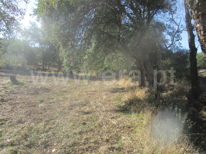 Terreno  Penamacor, Aranhas - 1046174 - 11