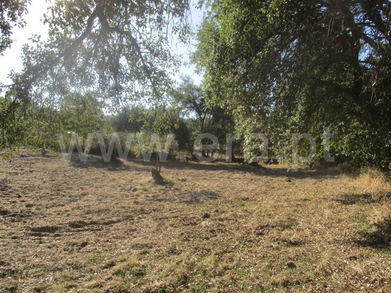 Terreno  Penamacor, Aranhas - 1046174 - 8